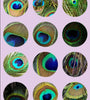 Feather Eyes Series Handmade Glass Cabochons Pattern Domed   necklaces earrings phase box key chain for Jewelry