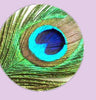 Feather Eyes Series Handmade Glass Cabochons Pattern Domed   necklaces earrings phase box key chain for Jewelry