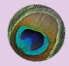 Feather Eyes Series Handmade Glass Cabochons Pattern Domed   necklaces earrings phase box key chain for Jewelry
